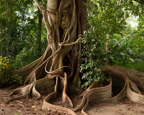 Tropical Forest III