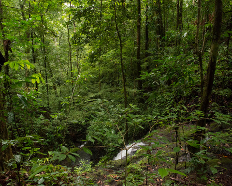 Tropical Forest V