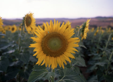 Tuscany II