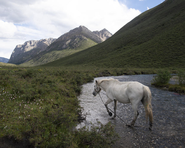 White Horse, Eastern Tibet