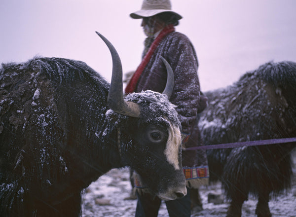 Yaks and Herder at Mt Kailash